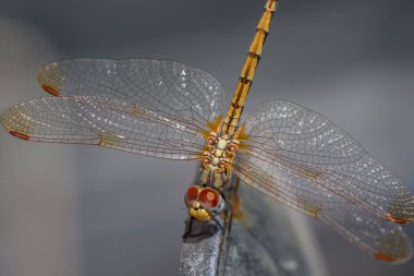 Yukarıdan çekilen bir yusufçuk ayrıntılı bir makro çekimde yumuşak bulanık bir arka plana karşı karmaşık kanatlarını ve vücut yapısını gösteriyor.