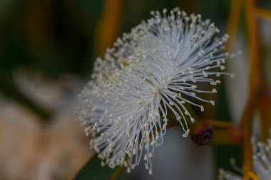 Kıbrıs 'ta bir ağaç dalında çiçek açan bir okaliptüs çiçeğine yaklaştık. Akdeniz florasının botanik makro fotoğrafı.