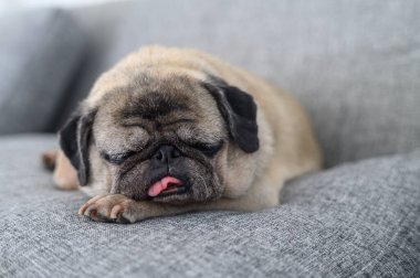 Yaşlı bir köpek kanepede sessizce uyur. Dilini uzatır, yaşlı hayvanların sevimliliğini ve çekiciliğini gösterir..