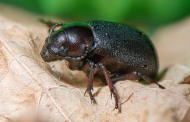 Kuru bir sonbahar yaprağının üzerinde sürünen kara bir böcek karmaşık dokular ve detaylar sergiliyor. Doğa, vahşi yaşam, makro fotoğrafçılık ve böcek bilimi temaları için mükemmel..