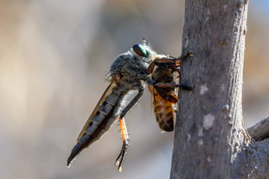 Bir hırsız sineği, Kıbrıs 'ın güneşli manzaralarında yumuşak, bulanık arka plan yapraklarıyla ayrıntılı makroyla yakalanmış bir dalın üzerinde dinleniyor.