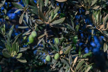 Akdeniz tarımını ve sağlıklı organik ürünleri temsil eden güneş ışığında zeytin dalında asılı yeşil zeytinler.