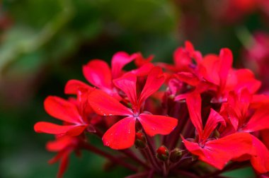 Kırmızı sardunya çiçeklerinin, her bir yaprağın güzelliğini ve detaylarını vurgulayan, bulanık yeşil ve renkli bir arkaplanı var..