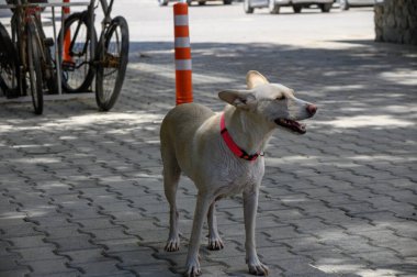 Kırmızı yakalı beyaz bir bekçi köpeği, dışarıdaki bir park alanını gözetler. Sadakat ve ihtiyatın sembolü olarak yakalanır.