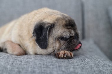 Yaşlı bir köpek kanepede kestiriyor, dili uyurken dışarı çıkıyor, sevgili bir evcil hayvanın komik ve yürek ısıtan bir anını yakalıyor.