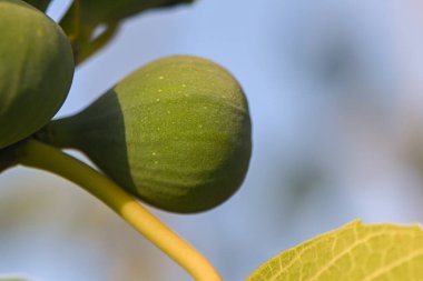 Kıbrıs 'ta arka planda sanatsal açıdan bulanık gün batımı olan bir ağaç dalının incirini kapat. Sıcak ışık, Akdeniz doğası ve organik meyve kavramı.