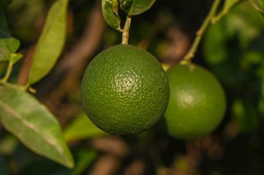Kıbrıs Rum Kesimi 'ndeki bir Akdeniz bahçesinde güpegündüz turuncu bir portakala yakın çekim