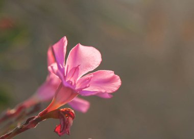 Kıbrıs 'ta bir çalılıkta açan pembe zakkum çiçeklerinin yakın çekimi. Oleander zehirli bir bitki.,