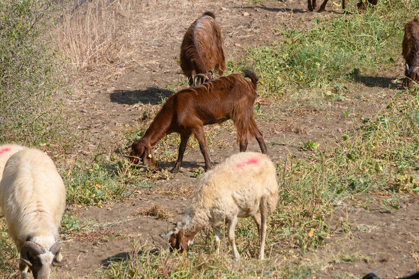 Крупный план кипрской козы и овец, пасущихся на зеленом пастбище на ферме. Породы традиционных островов.