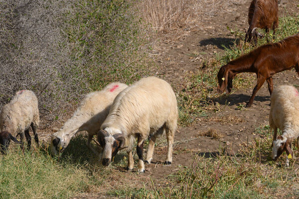 Кипр козы и овцы пасутся на зеленом пастбище с островными холмами на заднем плане. Традиционная сельскохозяйственная сцена.