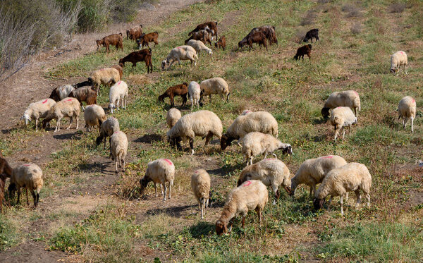 Кипрские козы и овцы пасутся на зеленом пастбище на ферме. Сельская местность с традиционными породами островов.