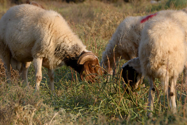 Кипр овцы пасутся на зеленом пастбище с островными холмами под золотым закатом неба. Традиционная сельскохозяйственная сцена 