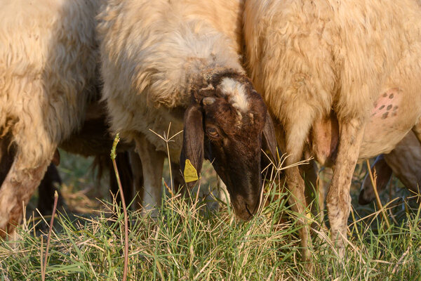 Крупный план Кипра овцы пасутся на зеленых пастбищах с золотым небом заката и холмами на заднем плане.