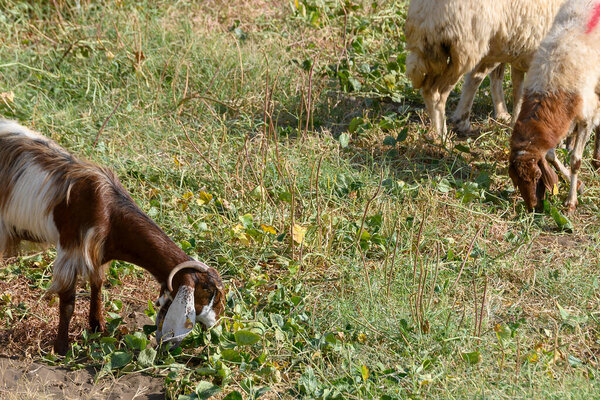 Кипрские козы и овцы пасутся на зеленых пастбищах в тени деревьев. Традиционные породы на кипрской ферме.