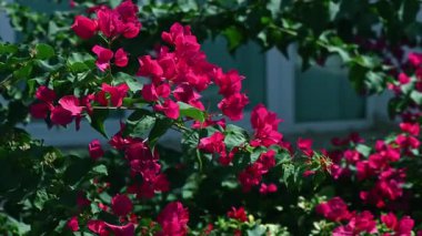 Canlı kırmızı bir bougainvillea çalısının görüntüsü Kıbrıs 'ta parlak güneş ışığı altında hafif hafif esen meltemde sallanıyor. Açık havada yakalanan bu video renkli çiçekleri sergiliyor. 
