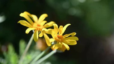 İki canlı sarı Euryops pectinatus çiçeğinin hafif meltemde sallanışının makro görüntüsü. Doğal güneş ışığı altında yakalanan bu video, hassas taç yapraklarını ve saplarını vurguluyor., 