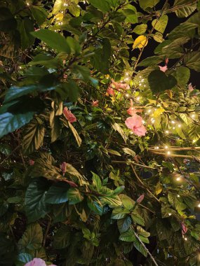 Ağaçtaki yeşil yapraklar