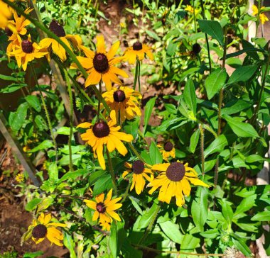 Sunflowers planted in a residential garden for harvest. clipart