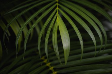 Yeşil yaprak dokusu, soyut arkaplan, doğa konsepti