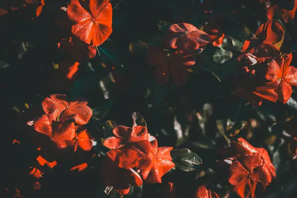 Kızıl Madagasgar menekşesi ya da bahçede açan bir damla suyla Catharanthus gülü.