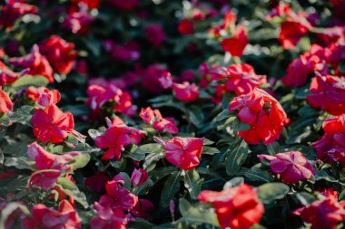 Kızıl Madagasgar menekşesi ya da bahçede açan bir damla suyla Catharanthus gülü.