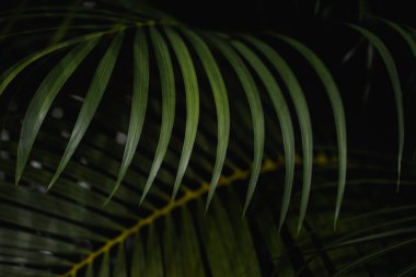 Palmiye yaprakları arka planda. Yeşil yapraklar kopyalanmış. Sabahları koyu renkteler. Tayland 'da tropikal bitki, çevre, taze fotoğraf konsepti ve bitki örtüsü..