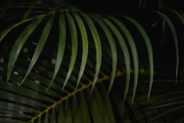 Palmiye yaprakları arka planda. Yeşil yapraklar kopyalanmış. Sabahları koyu renkteler. Tayland 'da tropikal bitki, çevre, taze fotoğraf konsepti ve bitki örtüsü..