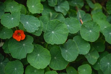 Yazın sonunda tropeolum majus yapraklarını bahçeye bırakır.