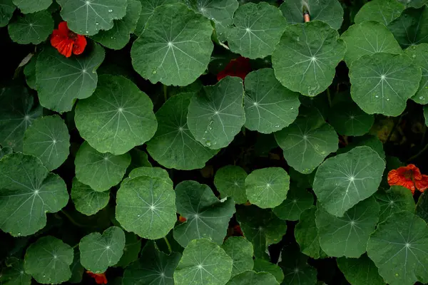 Yazın sonunda tropeolum majus yapraklarını bahçeye bırakır.