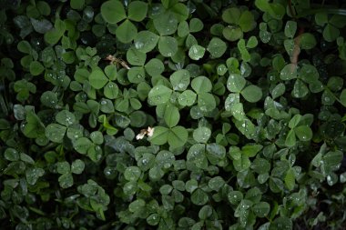 Yeşillik doğası yeşil arka plan. Yağmurdan sonra Bokeh Oxalis nirengi maddesi. seçici odağı kapat