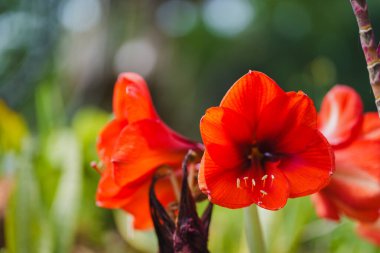 Beautiful red  hippeastrum, amaryllis flowers in the garden.A beautiful bouquet of flowers.Dutch flowers.Beautiful composition.