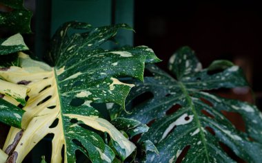 Ev bahçesindeki saksıdaki canavar bitkisinin yapraklarını kapat.