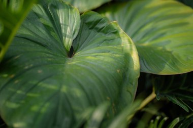 soyut yeşil yaprak dokusu, doğa arkaplanı, koyu tonlu duvar kağıdı