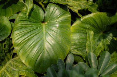 soyut yeşil yaprak dokusu, doğa arkaplanı, koyu tonlu duvar kağıdı