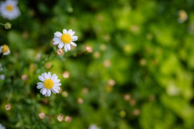 Yazın bahçede güzel beyaz çiçekler