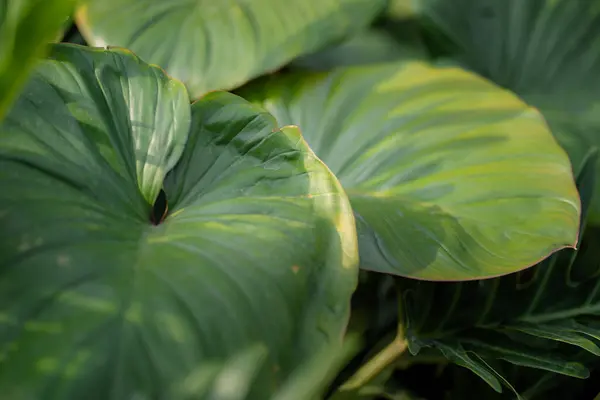soyut yeşil yaprak dokusu, doğa arkaplanı, koyu tonlu duvar kağıdı