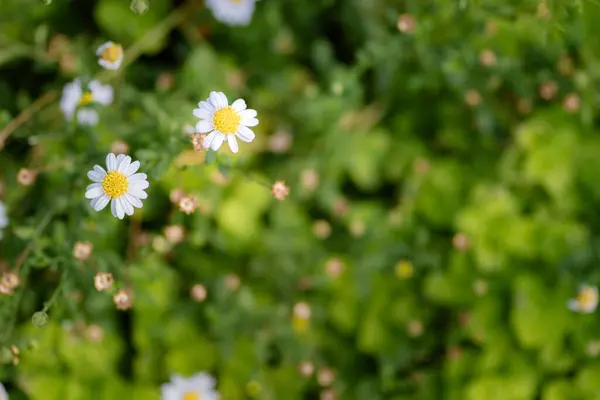 Yazın bahçede güzel beyaz çiçekler