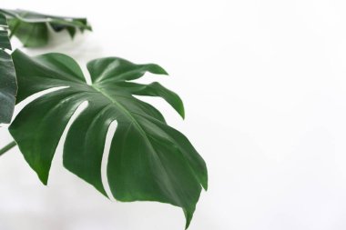 Monstera tropikal yaprakları kapatın. 