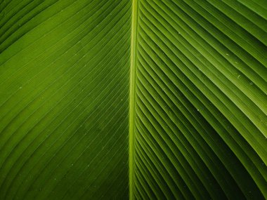 muz yaprağı dokusu arkaplanı