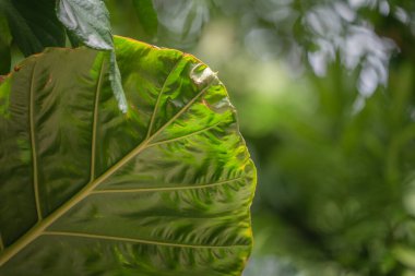Arkaplan için koyu yeşil izin dokusu, Doku Arkaplanı Bırak.