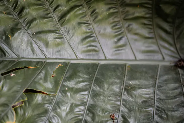 Arkaplan için koyu yeşil izin dokusu, Doku Arkaplanı Bırak.