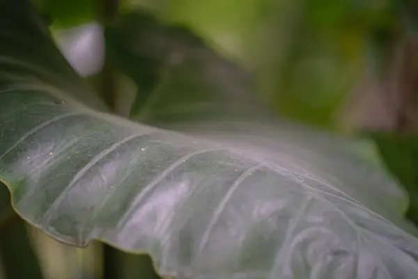 Arkaplan için koyu yeşil izin dokusu, Doku Arkaplanı Bırak.
