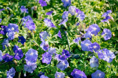 Çiçek açan mavi petunya, yeşil yapraklı surfinya çiçeklerinin ayrıntıları. Çiçek açan büyük sağlıklı çiçekler..