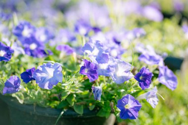 Çiçek açan mavi petunya, yeşil yapraklı surfinya çiçeklerinin ayrıntıları. Çiçek açan büyük sağlıklı çiçekler..