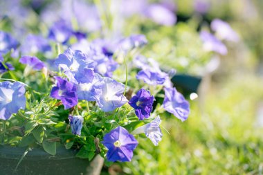 Çiçek açan mavi petunya, yeşil yapraklı surfinya çiçeklerinin ayrıntıları. Çiçek açan büyük sağlıklı çiçekler..