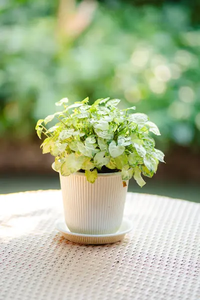 Tropik 'Sengonyum Podophyllum Arrow' çiçekleri kapalı bir yerde, ahşap sehpanın üzerinde beyaz tencerede.