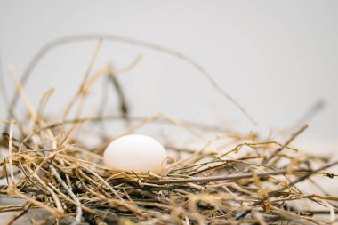 Bulanık arkaplanda yuvada beyaz tavuk yumurtası  
