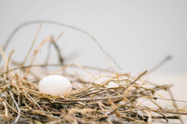Bulanık arkaplanda yuvada beyaz tavuk yumurtası  
