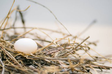 Bulanık arkaplanda yuvada beyaz tavuk yumurtası  