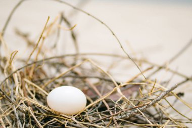 Bulanık arkaplanda yuvada beyaz tavuk yumurtası  
